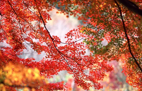 Autumn, trees, branches, red, orange, maple leaves
