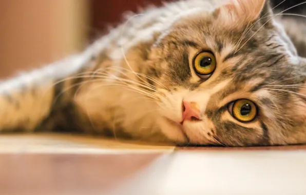Cat, eyes, cat, look, lies