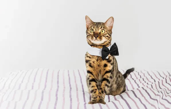 Cat, cat, look, pose, kitty, white background, face, sitting