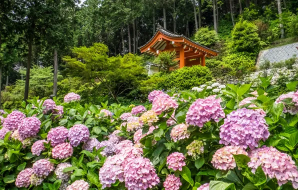 Trees, flowers, Japan, temple, Japan, gazebo, Kyoto, Kyoto