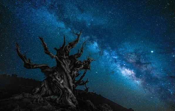 Night, tree, The milky way, starry sky, dry