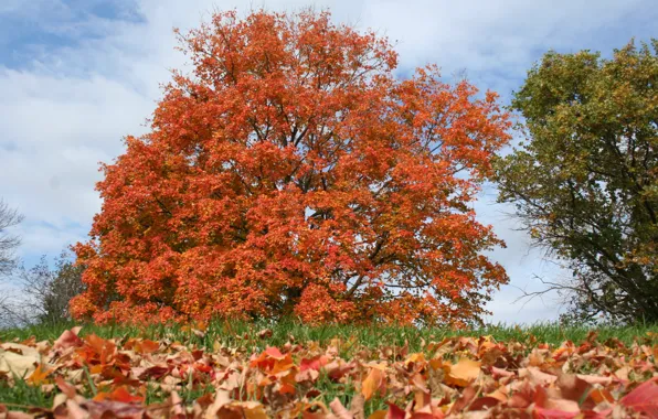 Picture trees, foliage, Autumn, trees, autumn, leaves, fall