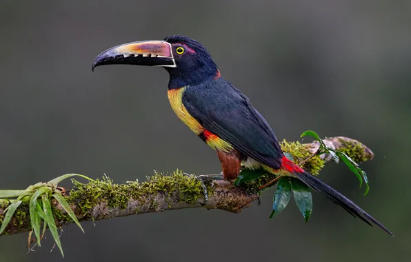 Background, bird, branch, Toucan, Collared aracari