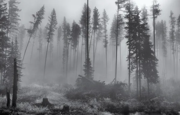 Picture forest, trees, nature, fog, black & white, black and white, monochrome