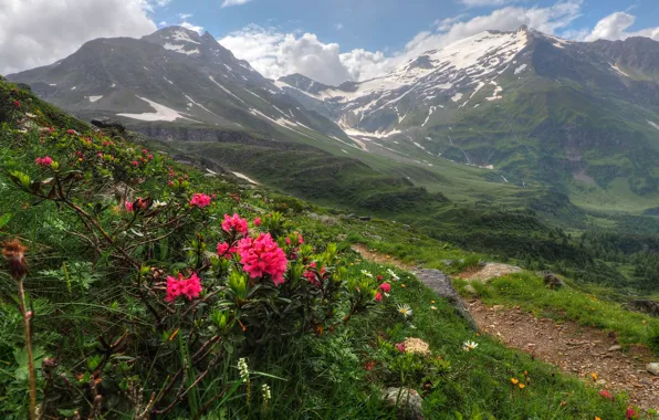 Picture Flowers, Nature, Mountains, Austria, Panorama, Nature, Grass, Flowers