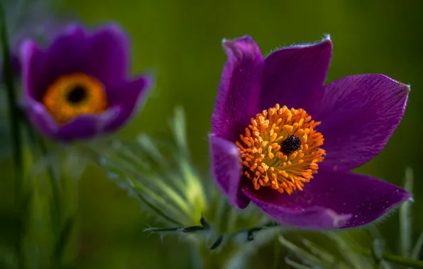 Macro, petals, Sleep-grass, Cross