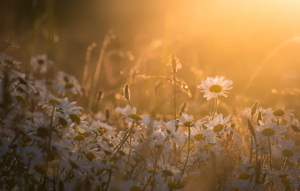 Summer, the sun, light, flowers, fog, glade, chamomile, morning