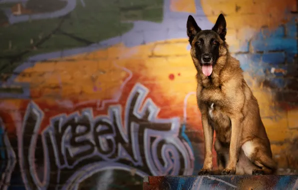 Background, each, dog