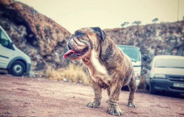 Each, street, dog