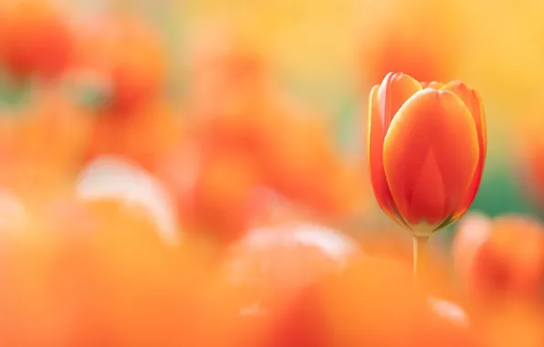 Flower, background, Tulip
