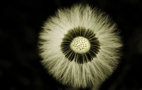 Dandelion, Plant, Darkness