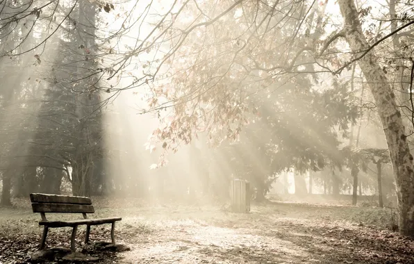 Trees, landscape, fog, Park, morning