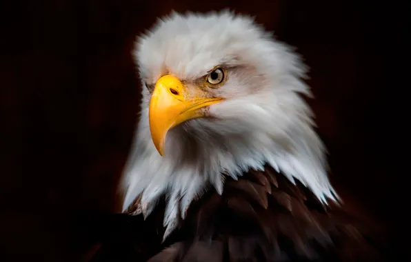 Look, the dark background, bird, eagle, portrait, treatment, predator, feathers