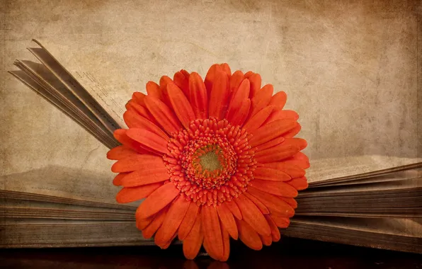 Flower, style, background, book