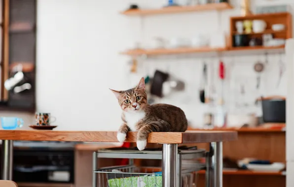 Cat, cat, look, table, kitchen, dishes