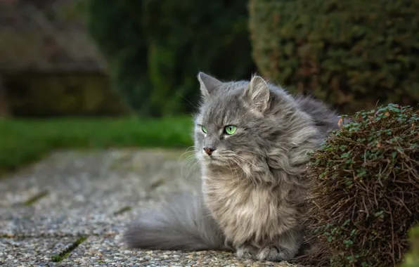 Cat, cat, look, grey, garden, the bushes, green eyes