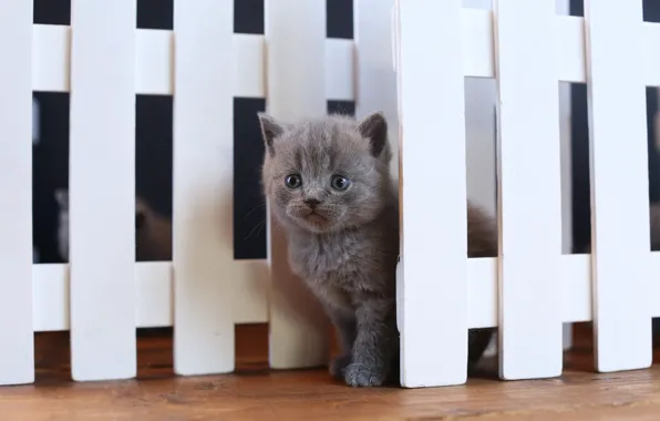 The fence, baby, kitty, British