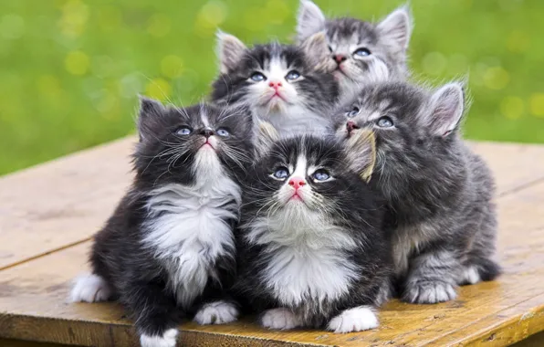 Look, kittens, fluffy