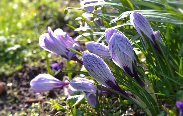 Drops, spring, crocuses, striped, lilac