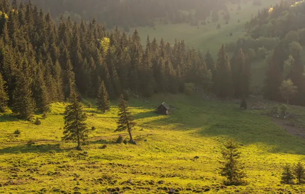 Greens, forest, grass, the sun, trees, mountains, valley, slope