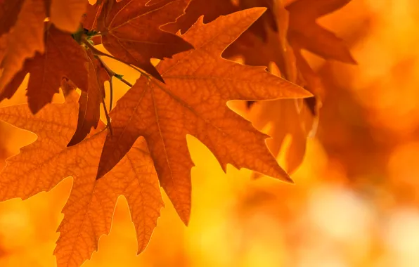 Autumn, leaves, light, sheet, branch, maple