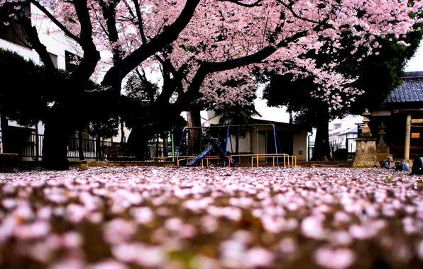 Picture macro, trees, background, tree, pink, widescreen, Wallpaper, Sakura
