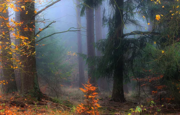Autumn, forest, trees, branches, fog, Park, trunks, foliage