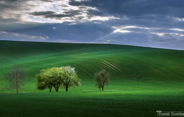 Field, the sky, rays, trees, nature, spring