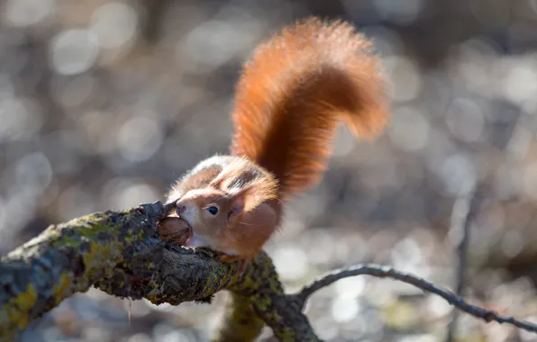 Picture nature, animal, branch, walnut, protein, bokeh, animal, rodent