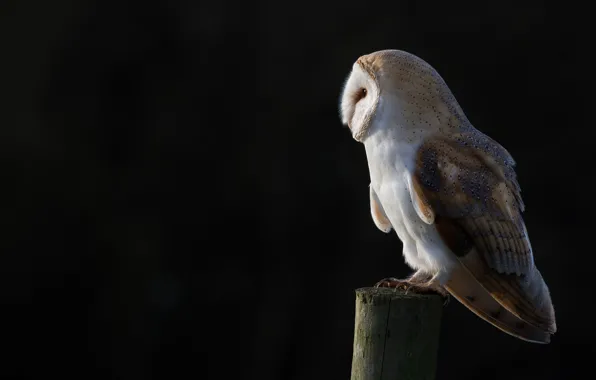 The dark background, owl, bird, post, black background, the barn owl