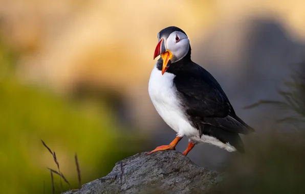 Look, light, background, bird, stone, beak, stalled, bokeh