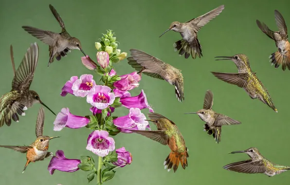 Picture collage, Hummingbird, flowers, bird