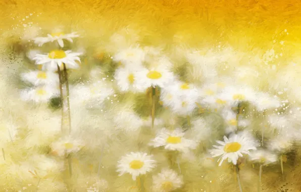 Picture background, color, chamomile