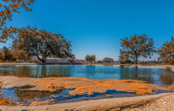 Picture autumn, the sky, trees, lake, blue, CA, USA, Sunny