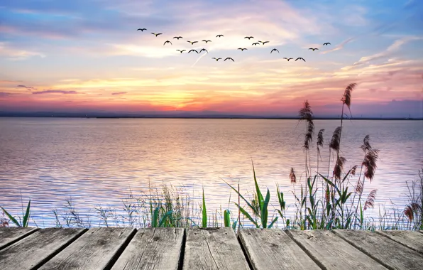 Picture sunset, lake, seagulls, landscape, sunset, lake
