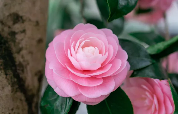 Picture macro, flowers, pink, bokeh, Camellia