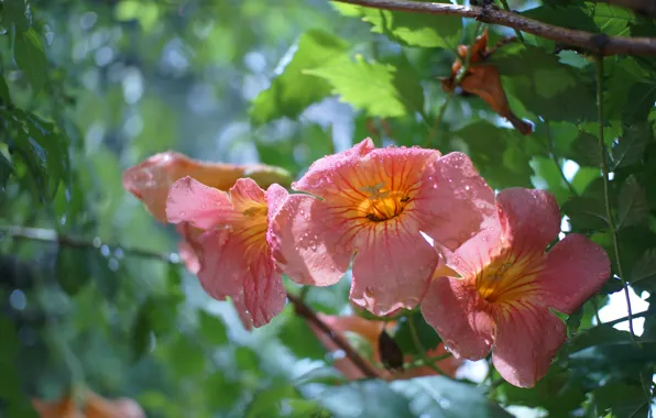 Leaves, drops, light, flowers, branches, Bush, pink, bokeh