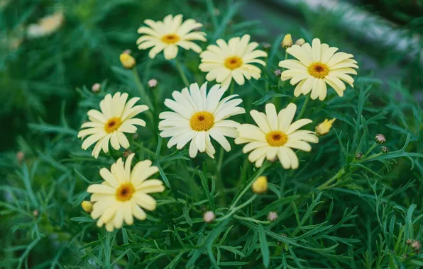 Picture greens, leaves, flowers, yellow, chamomile, garden, white, flowerbed