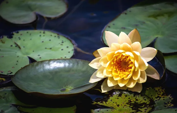 Picture leaves, Lily, petals, pond