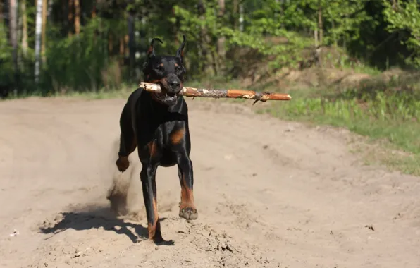 Picture branch, running, fangs, stick, Doberman, Dogs, Animals, teeth