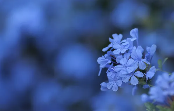 Flowers, background, blue, blur, inflorescence
