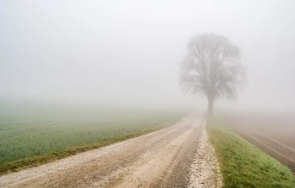 Road, trees, fog
