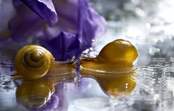 Picture flower, water, macro, squirt, reflection, snails, petals