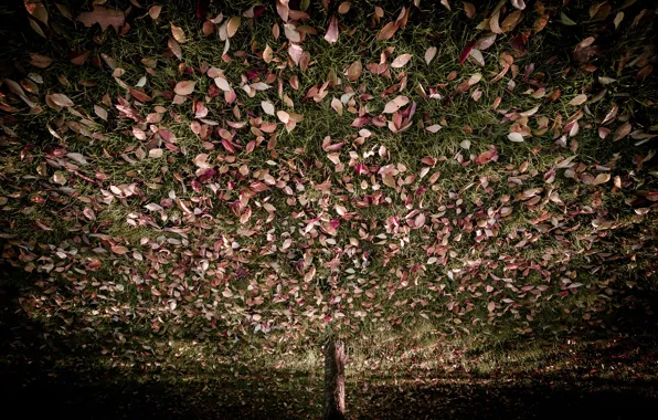 Grass, leaves, trees