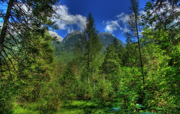 Picture forest, mountains, nature, photo, HDR, Germany, Bayern