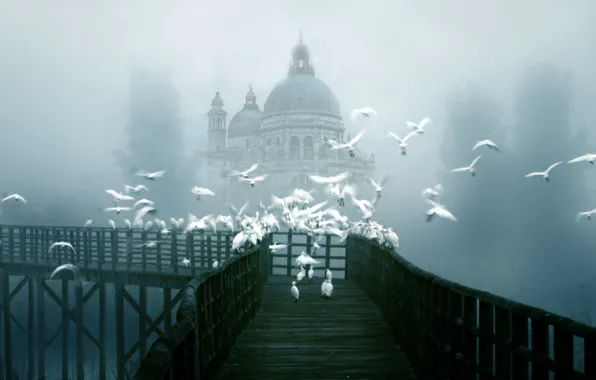 Picture birds, bridge, the city, fog