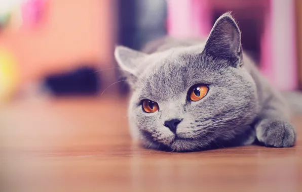 Picture cat, cat, face, floor, looks, Kote