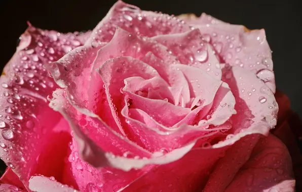 Flower, drops, Rosa, rose, petals, water drops, pink rose