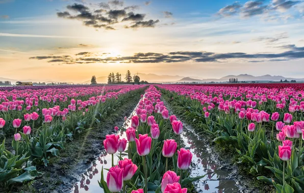Field, the sky, water, the sun, clouds, rays, light, flowers