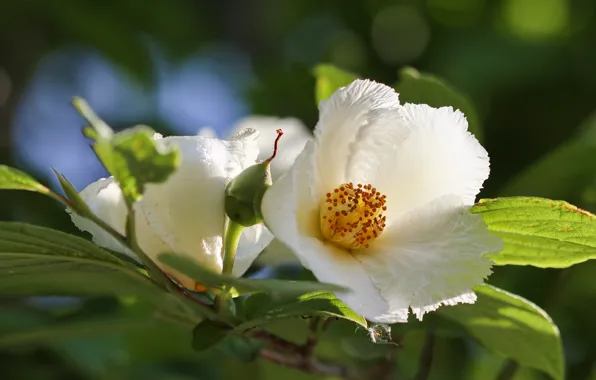 Flowers, branch, white, Japanese, stewartia, pseudocamellia
